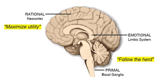 F3 Human Brain