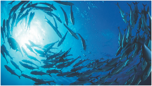 shoal of fish