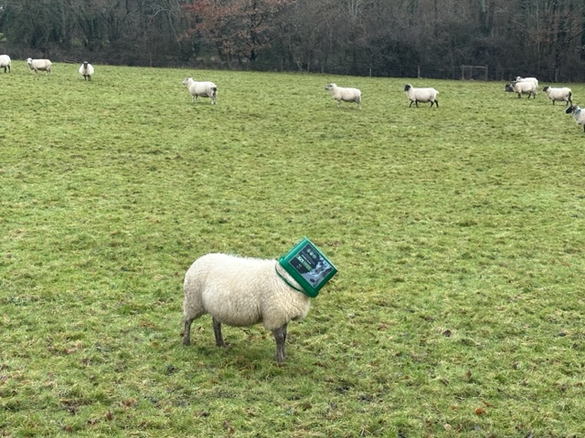 sheep