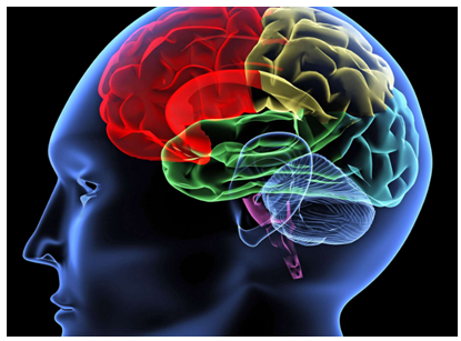 Human Brains