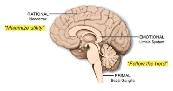 brain
