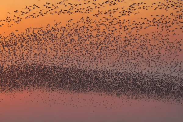 Murmuration