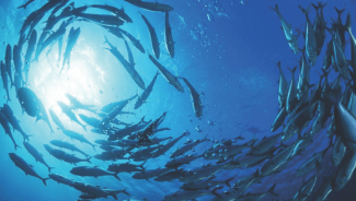 Fish herding