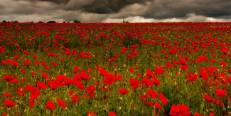 poppys